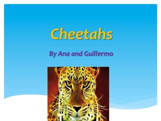 Cheetahs	
	By	Ana	and	Guillermo	
	
 