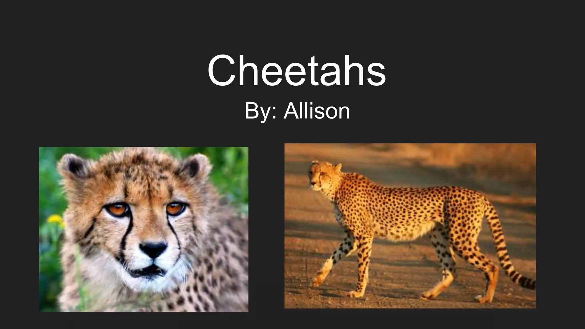 Cheetahs
By: Allison