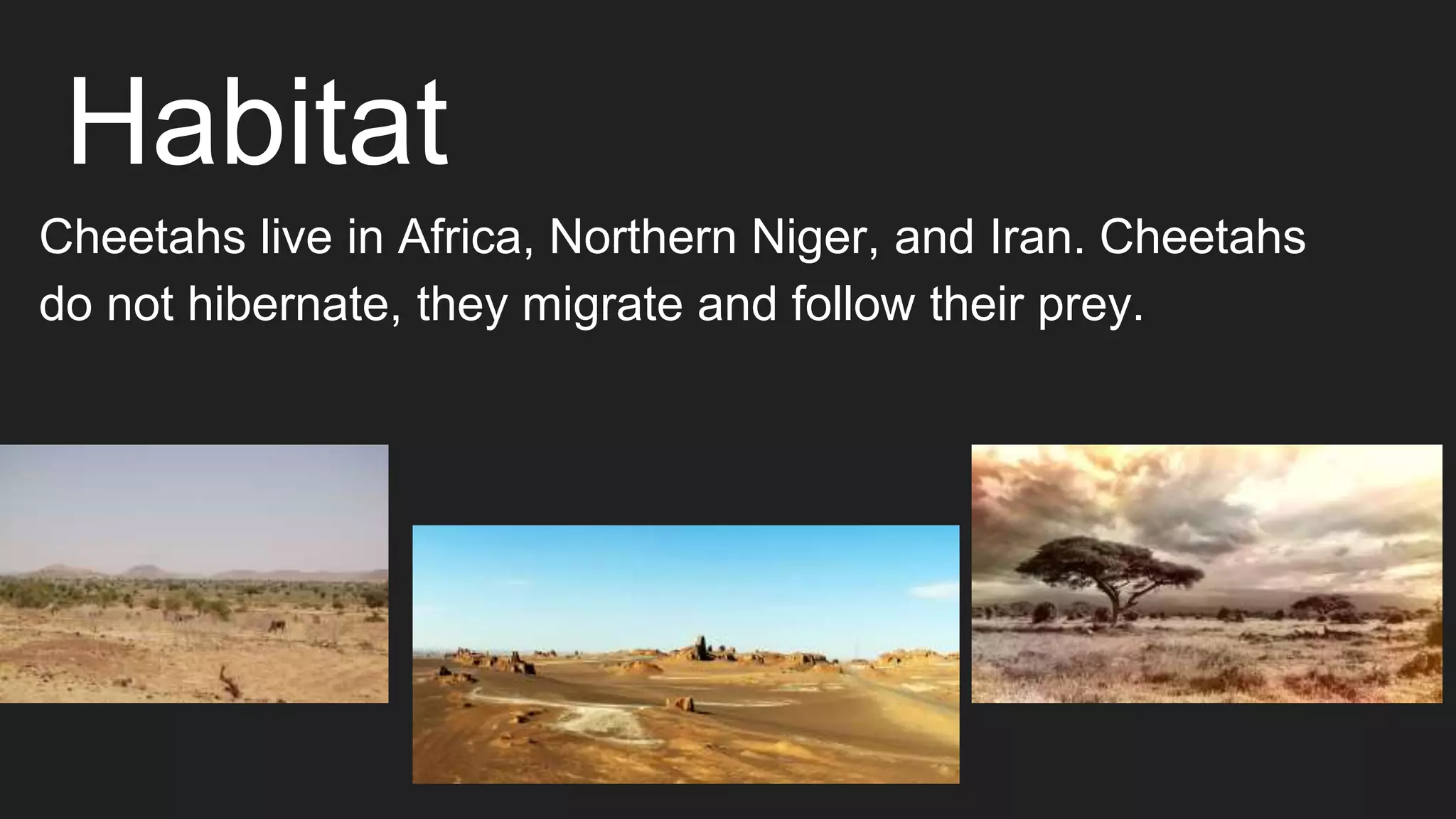 Habitat
Cheetahs live in Africa, Northern Niger, and Iran. Cheetahs
do not hibernate, they migrate and follow their prey.