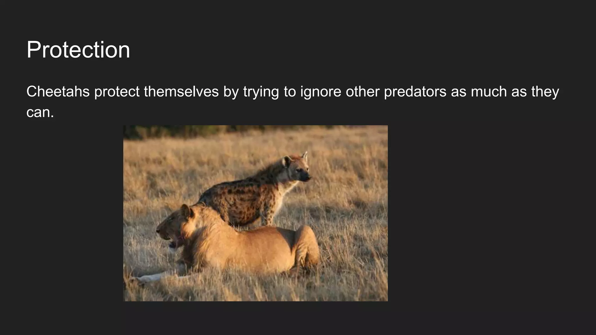 Protection
Cheetahs protect themselves by trying to ignore other predators as much as they
can.