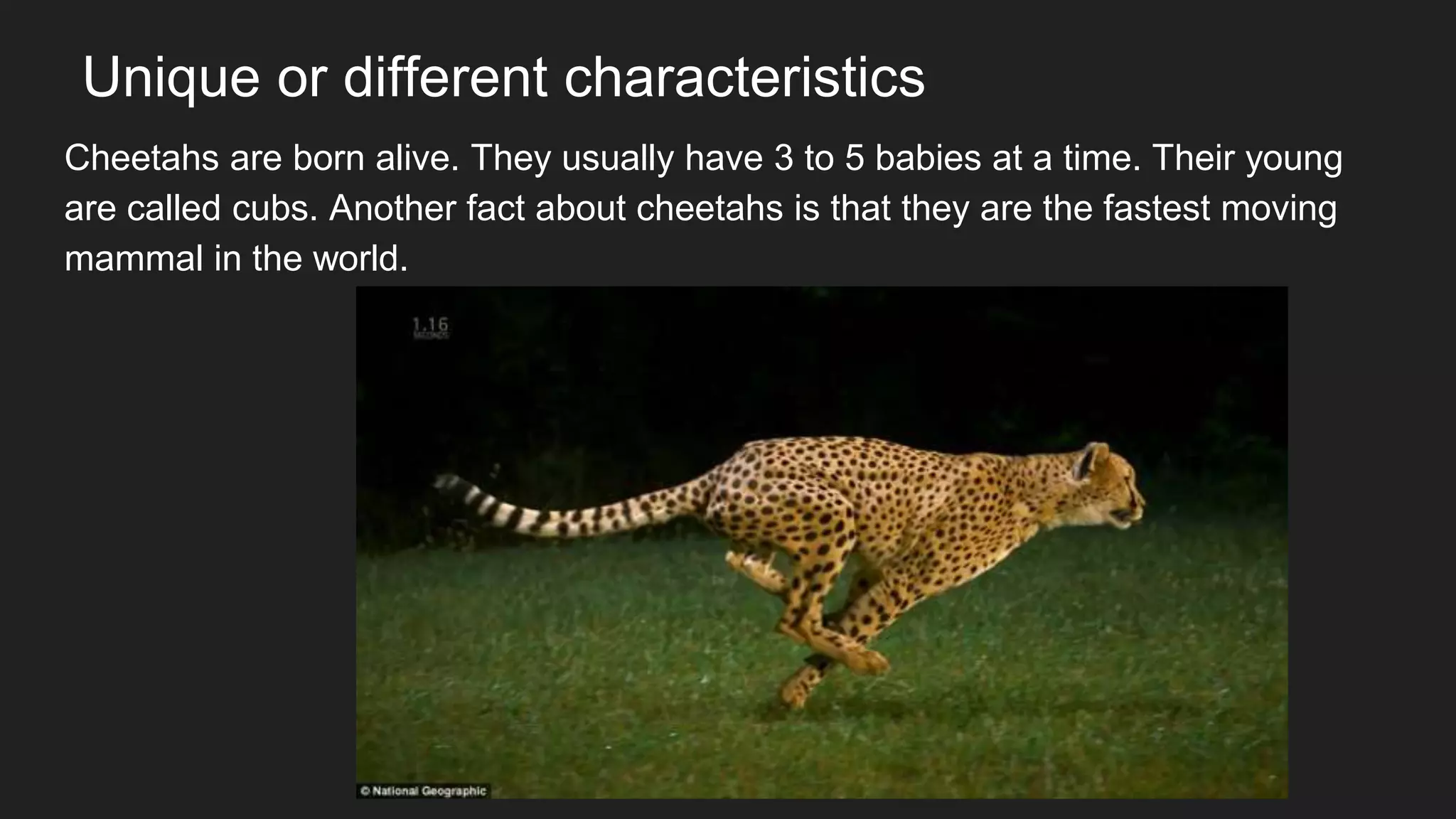 Unique or different characteristics
Cheetahs are born alive. They usually have 3 to 5 babies at a time. Their young
are called cubs. Another fact about cheetahs is that they are the fastest moving
mammal in the world.