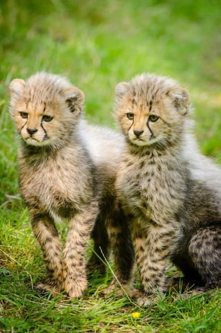 Two cute Cheetas