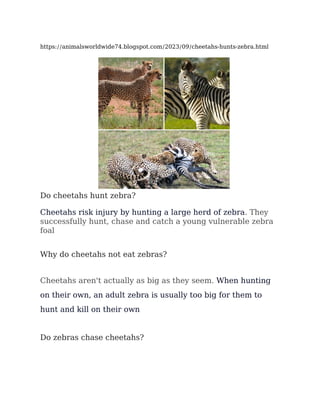https://animalsworldwide74.blogspot.com/2023/09/cheetahs-hunts-zebra.html
Do cheetahs hunt zebra?
Cheetahs risk injury by hunting a large herd of zebra. They
successfully hunt, chase and catch a young vulnerable zebra
foal
Why do cheetahs not eat zebras?
Cheetahs aren't actually as big as they seem. When hunting
on their own, an adult zebra is usually too big for them to
hunt and kill on their own
Do zebras chase cheetahs?
 