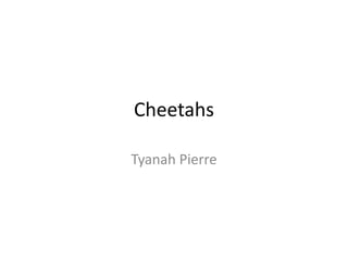 Cheetahs

Tyanah Pierre
 