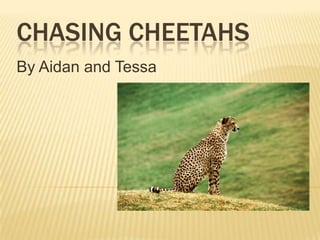 CHASING CHEETAHS
By Aidan and Tessa

 