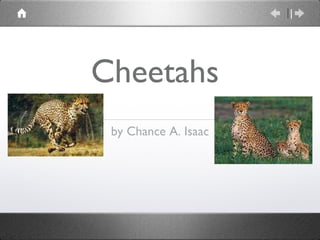 Cheetahs  ,[object Object]