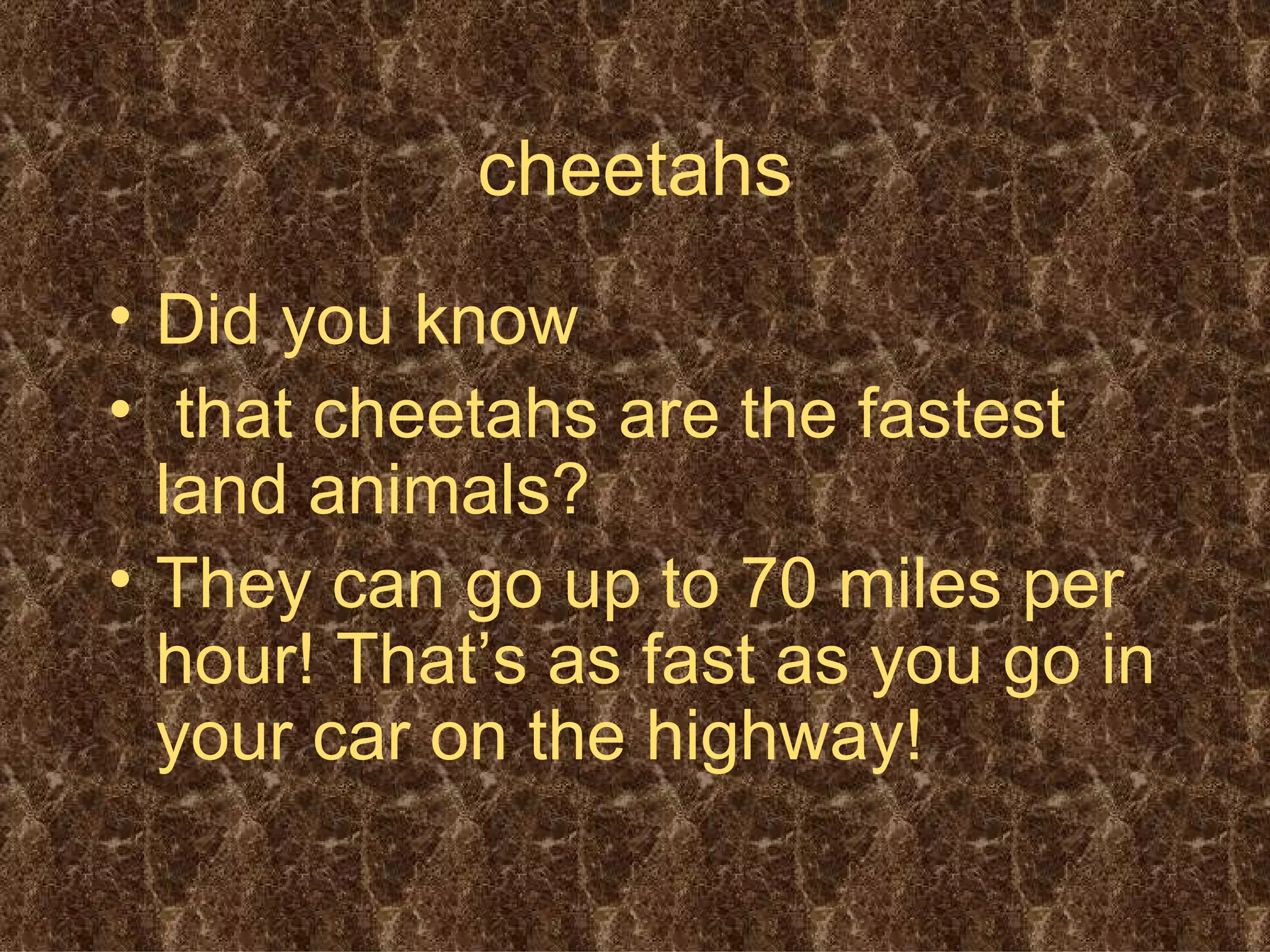 Revealed: The Real Danger Of Cheetahs To Humans - o14awqv