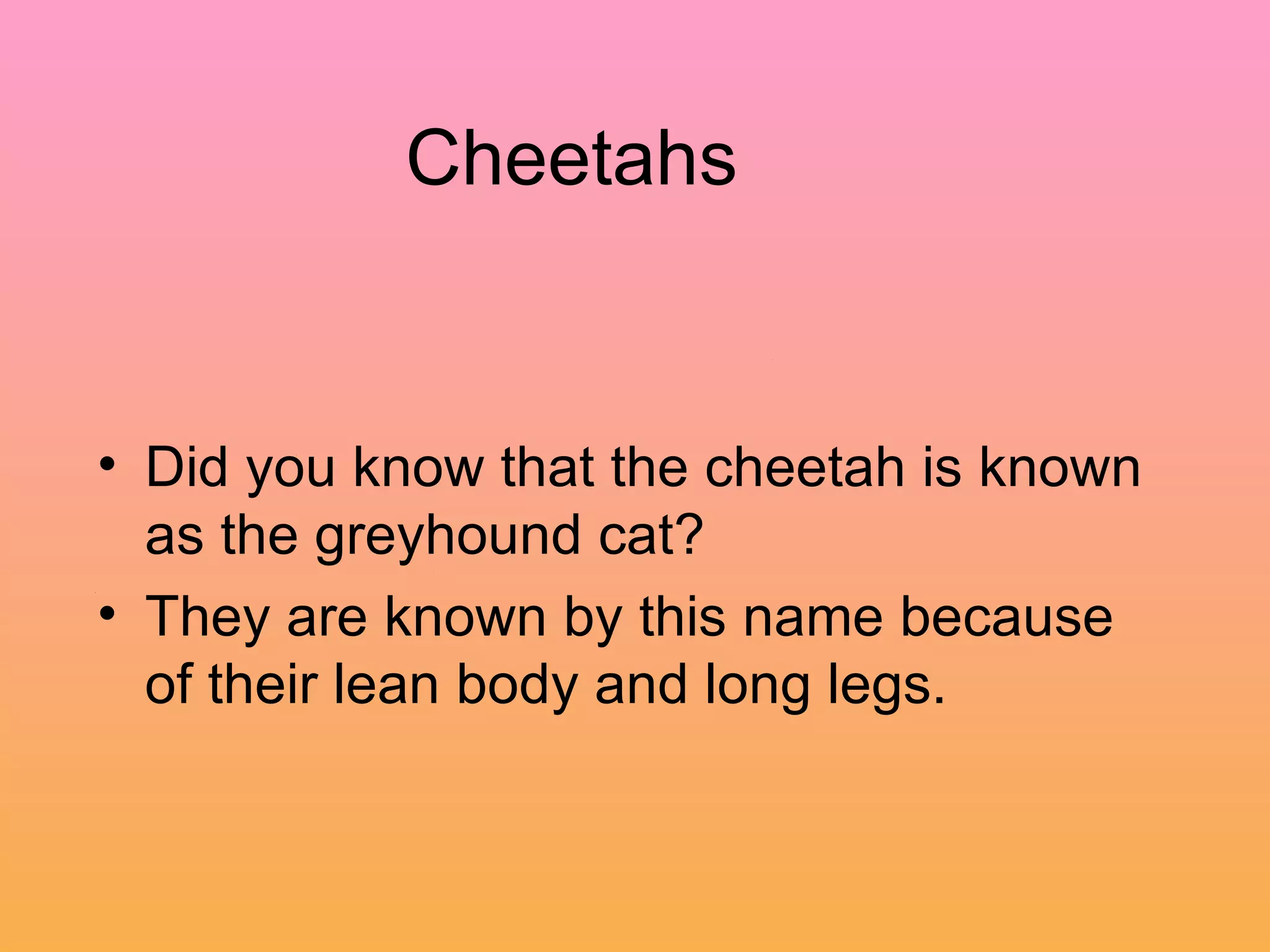 Revealed: The Real Danger Of Cheetahs To Humans - wptqr0z