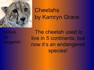 Cheetahs  by Kamryn Grace The cheetah used to live in 5 continents, but now it’s an endangered species! picture By: lrargerich 