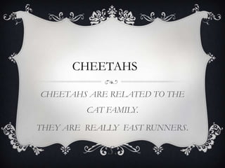 CHEETAHS ARE RELATED TO THE CAT FAMILY. THEY ARE  REALLY  FAST RUNNERS. S. CHEETAHS 