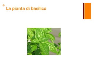 +
La pianta di basilico
 
