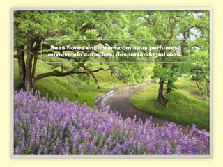 Suas flores encantam com seus perfumes,
envolvendo corações, despertando paixões.
 