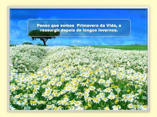 Penso que somos Primavera da Vida, a
 ressurgir depois de longos invernos.
 