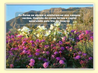 As flores se abrem e misturam-se aos campos
   verdes, tingindo de cores fortes o capim
        amarelado pelo frio do inverno
 