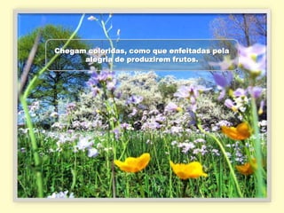 Chegam coloridas, como que enfeitadas pela
      alegria de produzirem frutos.
 