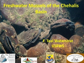 Freshwater Mussels of the Chehalis
Basin
F. Teal Waterstrat
USFWS
 