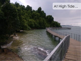At High Tide… 