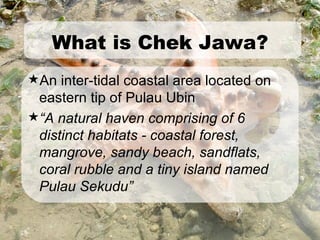 An inter-tidal coastal area located on eastern tip of Pulau Ubin “ A natural haven comprising of 6 distinct habitats - coastal forest, mangrove, sandy beach, sandflats, coral rubble and a tiny island named Pulau Sekudu” What is Chek Jawa? 