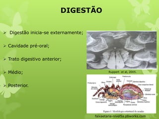 DIGESTÃO
 Digestão inicia-se externamente;
 Cavidade pré-oral;
 Trato digestivo anterior;
 Médio;
 Posterior.
faixaetaria-nivel5a.pbworks.com
Ruppert et al, 2005.
 
