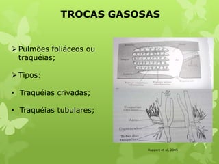 TROCAS GASOSAS
Ruppert et al, 2005
Pulmões foliáceos ou
traquéias;
Tipos:
• Traquéias crivadas;
• Traquéias tubulares;
 