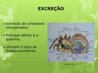 EXCREÇÃO
Excreção de compostos
nitrogenados;
Principal detrito é a
guanina;
Utilizam 2 tipos de
órgãos excretores.
Hickman et al, 2010
 