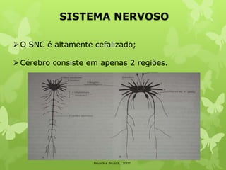 SISTEMA NERVOSO
O SNC é altamente cefalizado;
Cérebro consiste em apenas 2 regiões.
Brusca e Brusca, 2007
 
