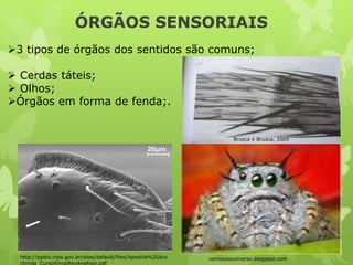 ÓRGÃOS SENSORIAIS
ventosdouniverso.blogspot.comhttp://ppbio.inpa.gov.br/sites/default/files/Apostila%20Ara
chnida_CursoSinopRevAnaRegi.pdf
3 tipos de órgãos dos sentidos são comuns;
 Cerdas táteis;
 Olhos;
Órgãos em forma de fenda;.
Brusca e Brusca, 2005
 