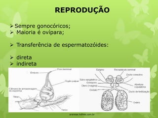 REPRODUÇÃO
araneae.hdfree.com.br
Sempre gonocóricos;
 Maioria é ovípara;
 Transferência de espermatozóides:
 direta
 indireta
 
