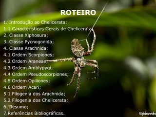 ROTEIRO
1. Introdução ao Chelicerata:
1.1 Características Gerais de Chelicerata;
2. Classe Xiphosura;
3. Classe Pycnogonida;
4. Classe Arachnida:
4.1 Ordem Scorpiones;
4.2 Ordem Araneae;
4.3 Ordem Amblypygi;
4.4 Ordem Pseudoscorpiones;
4.5 Ordem Opiliones;
4.6 Ordem Acari;
5.1 Filogenia dos Arachnida;
5.2 Filogenia dos Chelicerata;
6. Resumo;
7.Referências Bibliográficas.
 