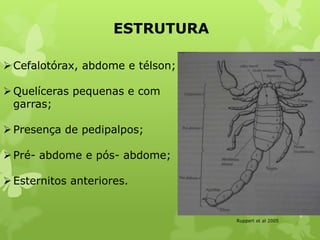 ESTRUTURA
Ruppert et al 2005
Cefalotórax, abdome e télson;
Quelíceras pequenas e com
garras;
Presença de pedipalpos;
Pré- abdome e pós- abdome;
Esternitos anteriores.
 