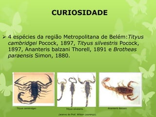 CURIOSIDADE
 4 espécies da região Metropolitana de Belém:Tityus
cambridgei Pocock, 1897, Tityus silvestris Pocock,
1897, Ananteris balzani Thorell, 1891 e Brotheas
paraensis Simon, 1880.
Tityus silvestris. Ananteris balzani.Tityus cambridgei.
(acervo do Prof. Wilson Lourenço).
 