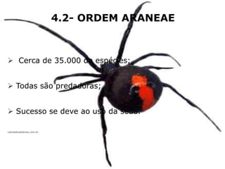 4.2- ORDEM ARANEAE
 Cerca de 35.000 de espécies;
 Todas são predadoras;
 Sucesso se deve ao uso da seda.
cobrasbrasileiras.com.br
 
