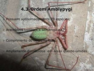 4.3-Ordem Amblypygi
 Possuem aproximadamente 70 espécies;
 Aracnídeos tropicais e semitropicais;
 Comprimento do corpo variado;
 Amplamente distribuídos em áreas quente-úmidas.
biologos.ning.com
 