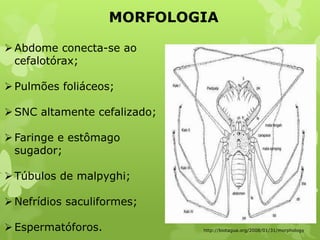MORFOLOGIA
http://biotagua.org/2008/01/31/morphology
Abdome conecta-se ao
cefalotórax;
Pulmões foliáceos;
SNC altamente cefalizado;
Faringe e estômago
sugador;
Túbulos de malpyghi;
Nefrídios saculiformes;
Espermatóforos.
 