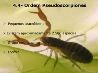 4.4- Ordem Pseudoscorpiones
 Pequenos aracnídeos;
 Existem aproximadamente 2.500 espécies;
 Grupo cosmopolita;
 Forésia.
 