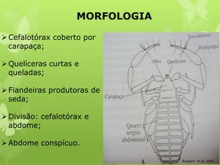 MORFOLOGIA
Cefalotórax coberto por
carapaça;
Quelíceras curtas e
queladas;
Fiandeiras produtoras de
seda;
Divisão: cefalotórax e
abdome;
Abdome conspícuo.
Ruppert et al, 2005.
 