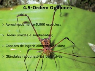4.5-Ordem Opiliones
 Aproximadamente 5.000 espécies;
 Áreas úmidas e sombreadas;
 Capazes de ingerir alimentos sólidos;
 Glândulas repugnatórias defensivas.
 