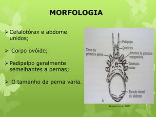 MORFOLOGIA
Cefalotórax e abdome
unidos;
 Corpo ovóide;
Pedipalpo geralmente
semelhantes a pernas;
 O tamanho da perna varia.
Ruppert et al, 2007
 