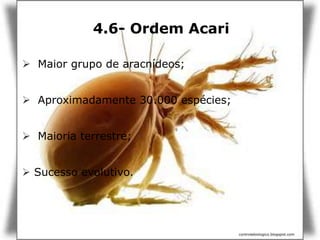 4.6- Ordem Acari
 Maior grupo de aracnídeos;
 Aproximadamente 30.000 espécies;
 Maioria terrestre;
 Sucesso evolutivo.
controlebiologico.blogspot.com
 