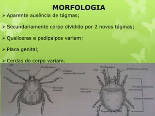 MORFOLOGIA
Ruppert et al, 2005
 Aparente ausência de tágmas;
 Secundariamente corpo dividido por 2 novos tágmas;
 Quelíceras e pedipalpos variam;
 Placa genital;
 Cerdas do corpo variam.
 