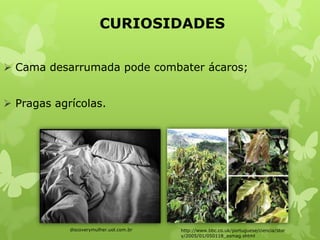 CURIOSIDADES
 Cama desarrumada pode combater ácaros;
 Pragas agrícolas.
http://www.bbc.co.uk/portuguese/ciencia/stor
y/2005/01/050118_asmag.shtml
discoverymulher.uol.com.br
 
