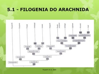 5.1 - FILOGENIA DO ARACHNIDA
Ruppert et al, 2005
 