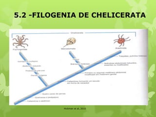 5.2 -FILOGENIA DE CHELICERATA
Hickman et al, 2010
 