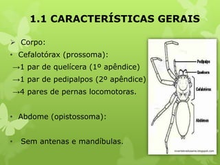 1.1 CARACTERÍSTICAS GERAIS
 Corpo:
• Cefalotórax (prossoma):
→1 par de quelícera (1º apêndice)
→1 par de pedipalpos (2º apêndice)
→4 pares de pernas locomotoras.
• Abdome (opistossoma):
• Sem antenas e mandíbulas.
invertebradosame.blogspot.com
 
