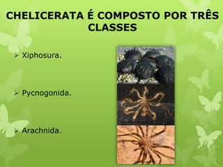 CHELICERATA É COMPOSTO POR TRÊS
CLASSES
 Xiphosura.
 Pycnogonida.
 Arachnida.
flickr.com
tiktaalikblog.blogspot.com
todabiologia.com
 