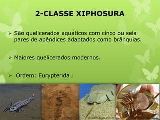 2-CLASSE XIPHOSURA
 São quelicerados aquáticos com cinco ou seis
pares de apêndices adaptados como brânquias.
 Maiores quelicerados modernos.
 Ordem: Eurypteridaᶧ
educadores.diaadia.pr.gov.breducadores.diaadia.pr.gov.brflickr.com es.wikipedia.org
 