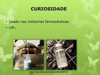 CURIOSIDADE
 Usado nas indústrias farmacêuticas.
 LAL.
http://www.mdig.com.br/index.php?itemid=20
818
 