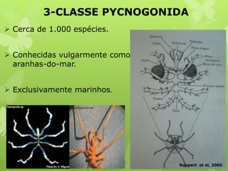 3-CLASSE PYCNOGONIDA
 Cerca de 1.000 espécies.
 Conhecidas vulgarmente como
aranhas-do-mar.
 Exclusivamente marinhos.
flickrhivemind.net
Ruppert et al, 2005.
 