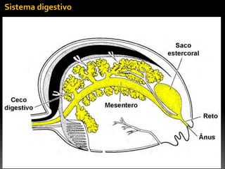 Sistema	
  digestivo
 
