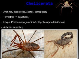 Chelicerata	
  
-­‐ Aranhas,	
  escorpiões,	
  ácaros,	
  carrapatos;	
  
-­‐ Terrestres	
  →	
  aquáticos;	
  
-­‐ Corpo:	
  Prossoma	
  (cefalotórax)	
  e	
  Opistossoma	
  (abdômen);	
  
-­‐ Antenas	
  ausentes;
 